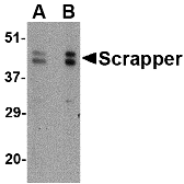 Western blot analysis of SCRAPPER in A20 cell lysate with SCRAPPER antibody at (A) 0.5 and (B) 1 ug/ml.