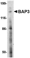 Western blot analysis of BAP3 in SK-N-SH cell lysate with BAP3 antibody at 2 ug/ml.