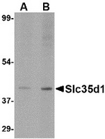 Western blot analysis of Slc35D1 inA-20 lysate with Slc35D1 antibody at (A) 1 and (B) 2 ug/ml.