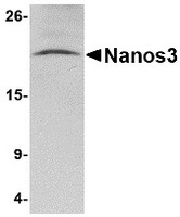 Western blot analysis of Nanos3 in human brain tissue lysate with Nanos3 antibody at 2 ug/ml.