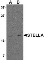 Western blot analysis of Stella in 293 cell lysate with Stella antibody at (A) 1 and (B) 2 ug/ml.