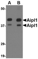 Western blot analysis of Aipl1 in rat brain tissue lysate with Aipl1 antibody at (A) 1 and (B) 2 ug/ml.