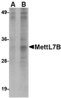 Western blot analysis of MettL7B in Jurkat lysate with MettL7B antibody at (A) 2 and (B) 4 ug/ml.