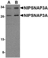 Western blot analysis of NIPSNAP3A in mouse brain tissue lysate with NIPSNAP3A antibody at (A) 0.5 and (B) 1 ug/ml.