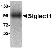 Western blot analysis of Siglec11 in HepG2 cell lysate with Siglec11 antibody at 1 ug/ml.