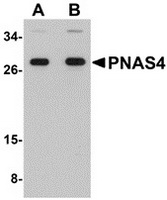 Western blot analysis of PNAS4 in EL4 cell lysate with PNAS4 antibody at (A) 1 and (B) 2 ug/ml.