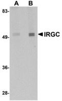 Western blot analysis of IRGC in mouse brain tissue lysate with IRGC antibody at (A) 1 and (B) 2 ug/mL.