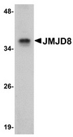 Western blot analysis of JMJD8 in rat kidney tissue lysate with JMJD8 antibody at 1ug/ml.