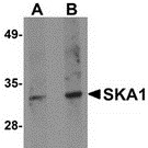 Western blot analysis of SKA1 in A549 cell lysate with SKA1 antibody at (A) 0.5 and (B) 1 ug/ml.