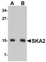 Western blot analysis of SKA2 in 3T3 cell lysate with SKA2 antibody at (A) 0.5 and (B) 1 ug/ml.