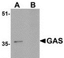 Western blot analysis of GAS in EL4 cell lysate in (A) the absence and (B) the presence of blocking peptide with GAS antibody at 1ug/ml.