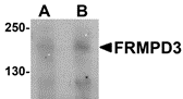 Western blot analysis of FRMPD3 in Jurkat cell lysate with FRMPD3 antibody at (A) 1 and (B) 2 ug/ml.