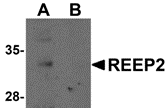 Western blot analysis of REEP2 in mouse lung tissue lysate with REEP2 antibody at 1 ug/mL in (A) the absence and (B) the presence of blocking peptide.