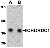 Western blot analysis of CHORDC1 in 293 cell lysate with CHORDC1 antibody at (A) 1 and (B) 2 ug/mL.