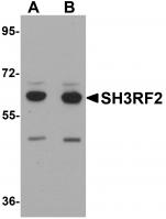 Western blot analysis of SH3RF2 in 3T3 cell lysate with SH3RF2 antibody at (A) 1 and (B) 2 ug/mL.