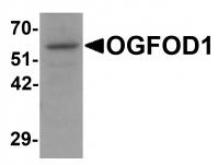 Western blot analysis of OGFOD1 in Daudi cell lysate with OGFOD1 antibody at 1 ug/mL.