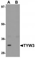 Western blot analysis of TYW3 in A549 cell lysate with TYW3 antibody at 1 ug/mL in (A) the absence and (B) the presence of blocking peptide.
