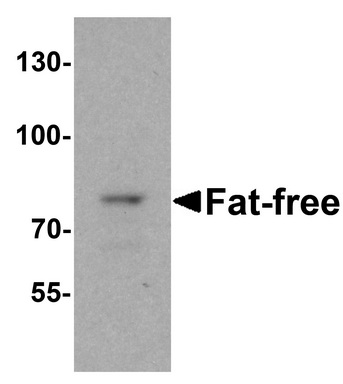 Western blot analysis of Fat Free in mouse brain tissue lysate with Fat Free antibody at 1 ug/mL.