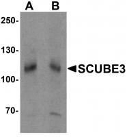 Western blot analysis of SCUBE3 in mouse kidney tissue lysate with SCUBE3 antibody at (A) 1 and (B) 2 ug/mL.