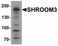 Western blot analysis of SHROOM3 in SK-N-SH cell lysate with SHROOM3 antibody at 1 ug/mL.