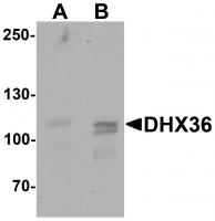 Western blot analysis of DHX36 in mouse liver tissue lysate with DHX36 antibody at (A) 0.5 and (B) 1 ug/mL.