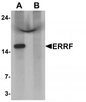 Western blot analysis of ERRF in HeLa cell lysate with ERRF antibody at 1 ug/mL in (A) the absence and (B) the presence of blocking peptide.