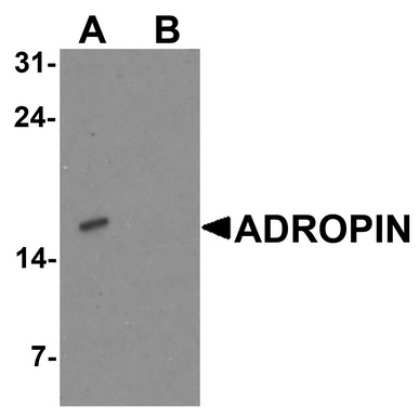 Western blot analysis of ADROPIN in human brain tissue lysate with ADROPIN antibody at 2 ug/ml in (A) the absence and (B) the presence of blocking peptide.