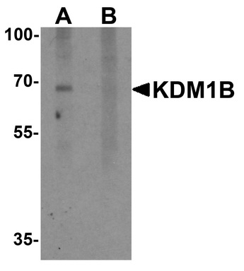 Western blot analysis of KDM1B in 3T3 cell lysate with KDM1B antibody at 2 ug/ml in (A) the absence and (B) the presence of blocking peptide.