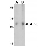 Western blot analysis of TAF9 in HepG2 cell lysate with TAF9 antibody at (A) 1 and (B) 2ug/mL.