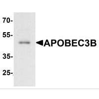 Western blot analysis of APOBEC3B in rat small intestine tissue lysate with APOBEC3B antibody at 1 ug/mL.