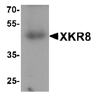 Western blot analysis of XKR8 in human stomach tissue lysate with XKR8 antibody at 1 ug/mL.