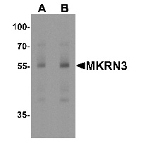 Western blot analysis of MKRN3 in human spleen tissue lysate with MKRN3 antibody at (A)1 and (B) 2 ug/mL.