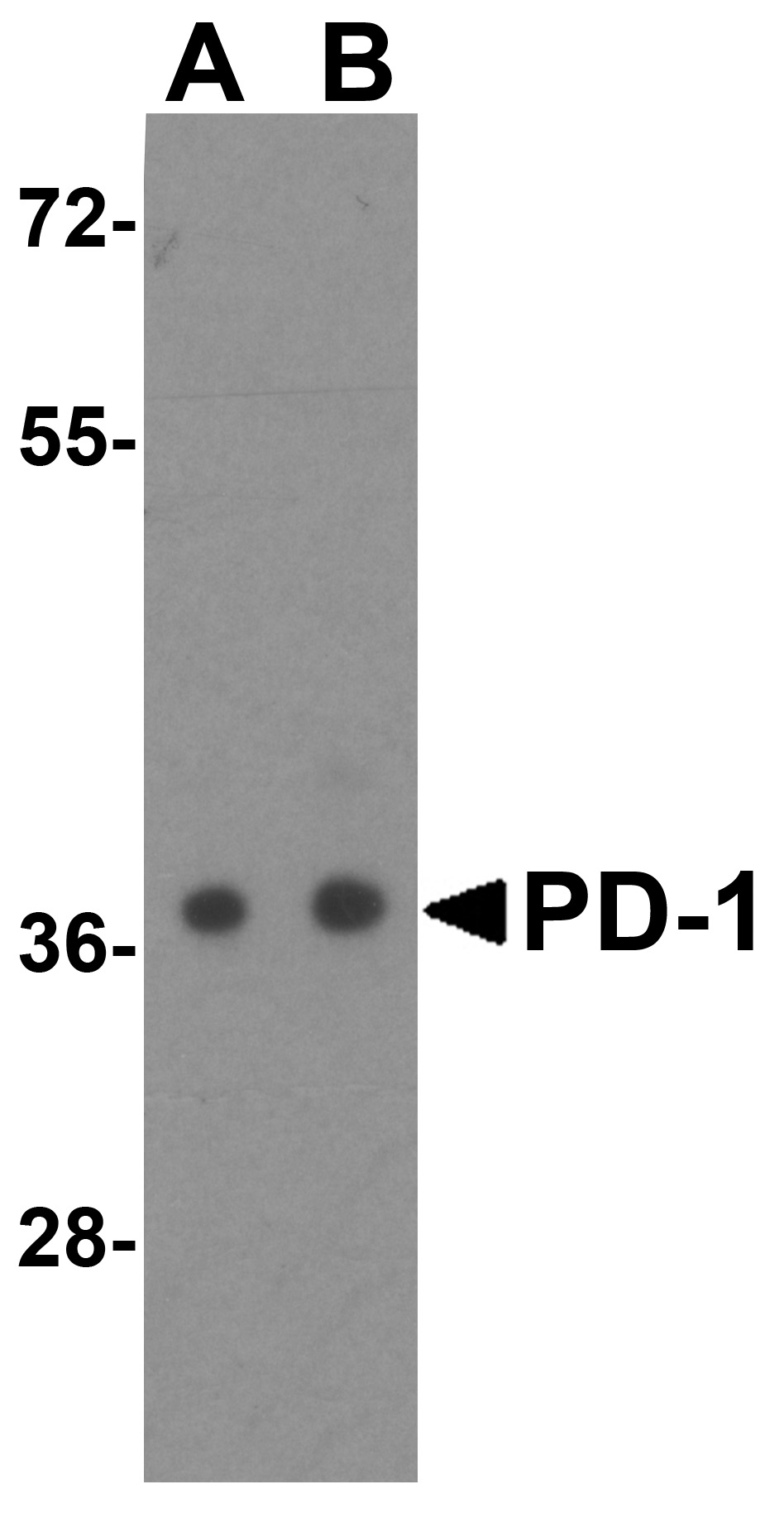 Western blot analysis of extracts of various cell lines, using  SERBP1 antibody (TA381363) at 1:1000 dilution.|Secondary antibody: HRP Goat Anti-Rabbit IgG (H+L) at 1:10000 dilution.|Lysates/proteins: 25ug per lane.|Blocking buffer: 3% nonfat dry milk in TBST.|Detection: ECL Basic Kit .|Exposure time: 30s.
