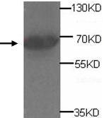 Western blot analysis of human fetal testis lysates with anti-ADAM20 antibody (diluted at 1:500). This antibody identified a band of ~68kDa.