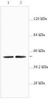 Western blot analysis of Thp-1 cells (Lane 1: 62ug cell lysate) and ECL cells (Lane 2: 70ug cell lysate) with anti-PGC1 antibody diluated at 1:1000. (Predicted band size: 89kDa; observed band size: 55kDa)