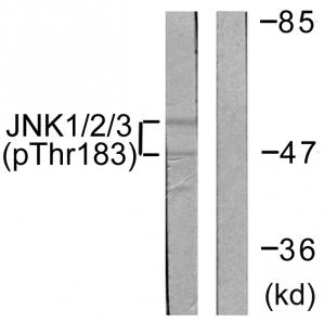 Western blot analysis of extracts from 293 cells, treated with UV (5mins), using JNK1/2/3 (Phospho-Thr183+Tyr185) antibody.The lane on the right is treated with the synthesized peptide.