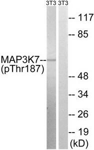 Western blot analysis of extracts from 3T3 cells, treated with heat shock, using MAP3K7 (Phospho-Thr187) antibody.The lane on the right is treated with the synthesized peptide.