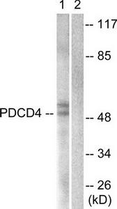 Western blot analysis of extracts from 293 cells, using PDCD4 (Ab-457) antibody.The lane on the right is treated with the synthesized peptide.