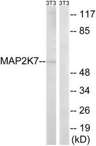 Western blot analysis of extracts from HeLa cells, using MAP2K7 (Ab-271) antibody.The lane on the right is treated with the synthesized peptide.