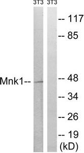 Western blot analysis of extracts from 3T3 cells, treated with PMA (125ng/ml, 30mins), using Mnk1 (Ab-385) antibody.The lane on the right is treated with the synthesized peptide.