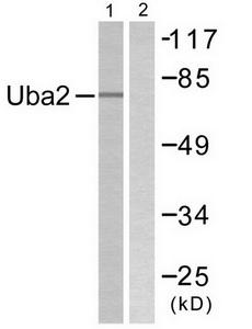 Western blot analysis of extracts from 293 cells, treated with UV (5mins), using Uba2 antibody.The lane on the right is treated with the synthesized peptide.