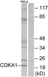 Western blot analysis of extracts from HeLa cells, using CDKA1antibody.The lane on the right is treated with the synthesized peptide.