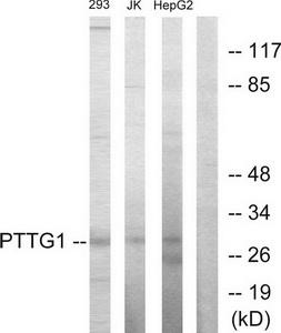 Western blot analysis of extracts from 293 cells, Jurkat cells and HepG2 cells, using PTTG1 antibody.The lane on the right is treated with the synthesized peptide.