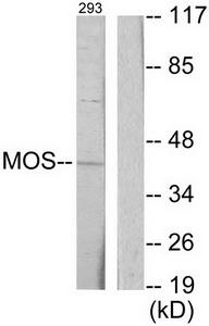 Western blot analysis of extracts from 293 cells, using MOS antibody.The lane on the right is treated with the synthesized peptide.