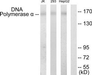 WB using the antibody against H3K4me2 diluted 1:1,000 in TBS-Tween containing 5% skimmed milk. The position of the protein of interest is indicated on the right; the marker (in kDa) is shown on the left.