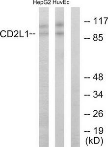 Western blot analysis of extracts from HepG2 cells and HUVEC cells, using CD2L1 antibody.The lane on the right is treated with the synthesized peptide.