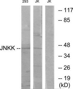 Western blot analysis of extracts from Jurkat cells and 293 cells, using JNKK antibody.The lane on the right is treated with the synthesized peptide.