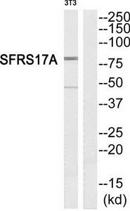 Western blot analysis of extracts from NIH-3T3 cells, using SFRS17A antibody.The lane on the right is treated with the synthesized peptide.