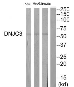 Western blot analysis of extracts from HepG2 cells, Huvec cells and A549 cells, using DNJC3 antibody.The lane on the right is treated with the synthesized peptide.