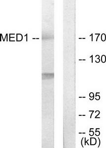 WB using the antibody against H3K79me2 diluted 1:1,000 in TBS-Tween containing 5% skimmed milk. The position of the protein of interest is indicated on the right; the marker (in kDa) is shown on the left.